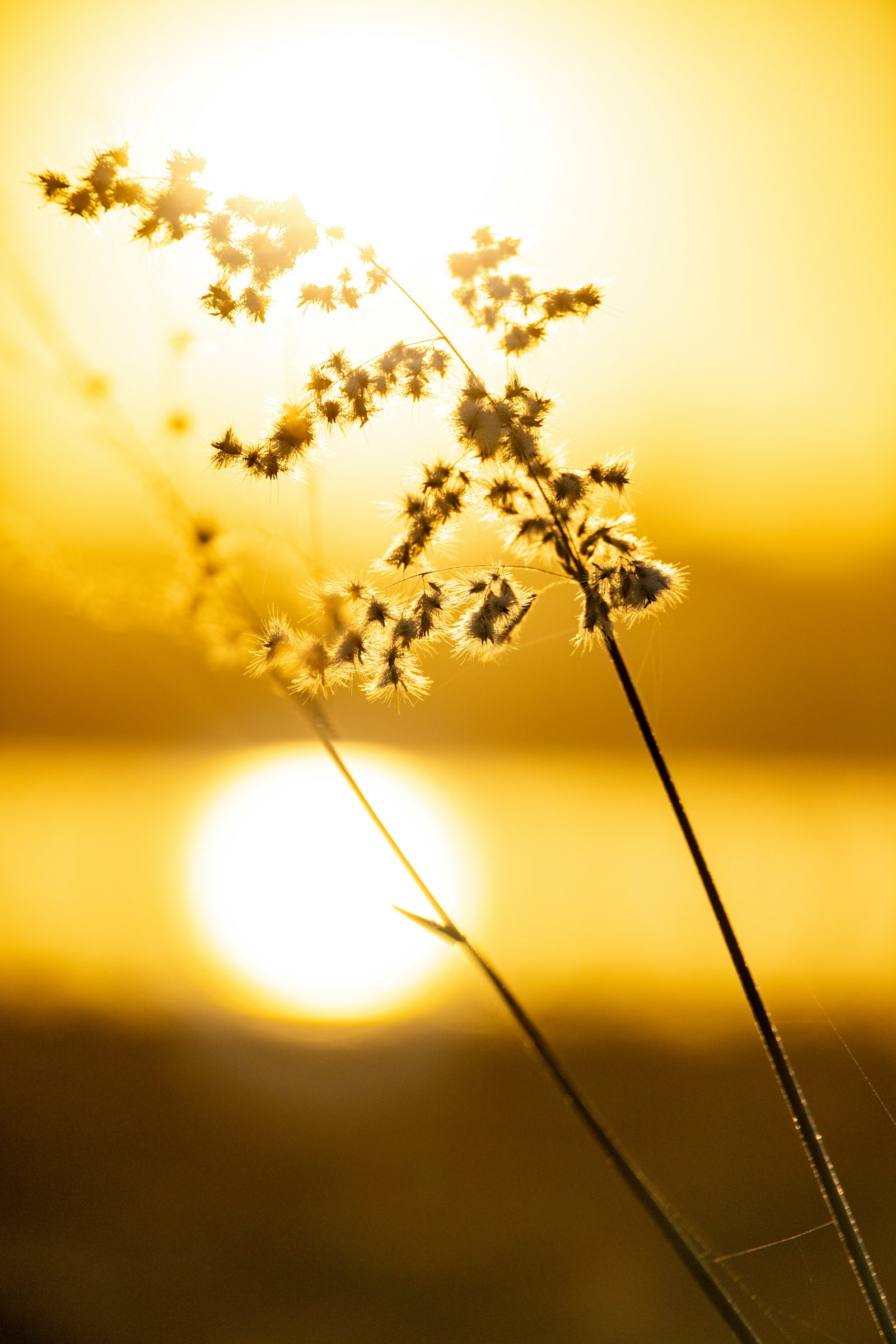 Rafael Peier - Unsplash